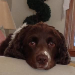 Meet your Posher, Heidi